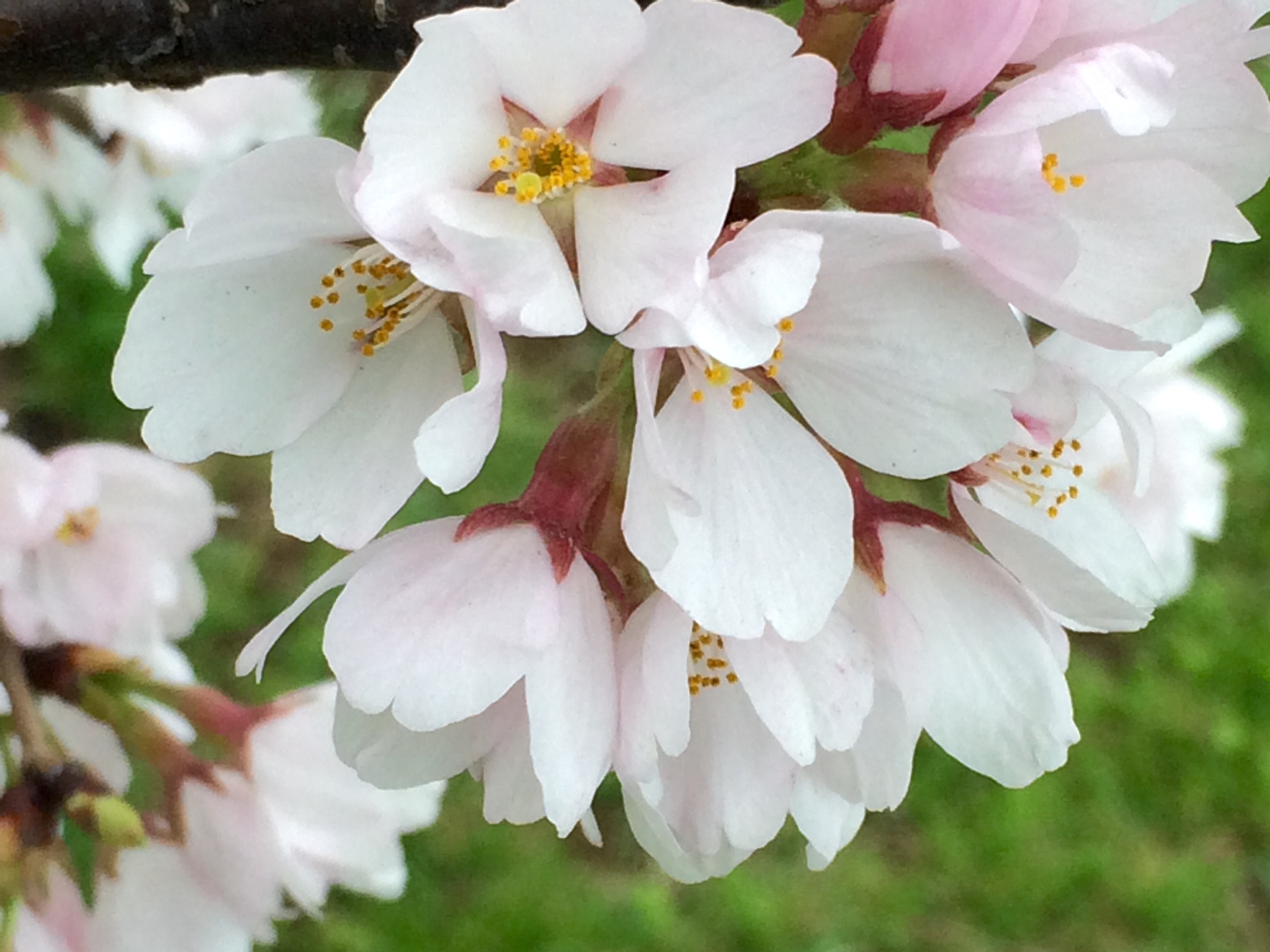 PHOTOS Looks Like Spring! Cherry Blossoms From DC to Japan NBC New York