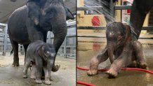 baby-elephant-combo