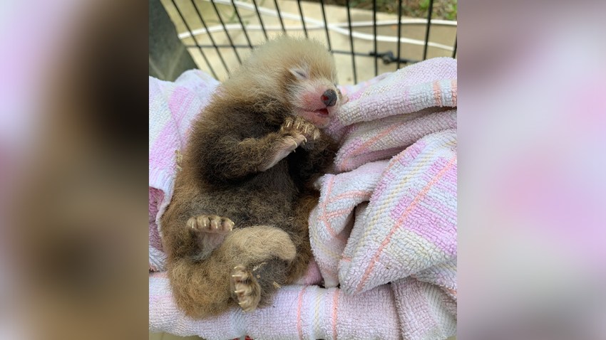 baby red panda