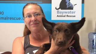 baywater_animal_rescue
