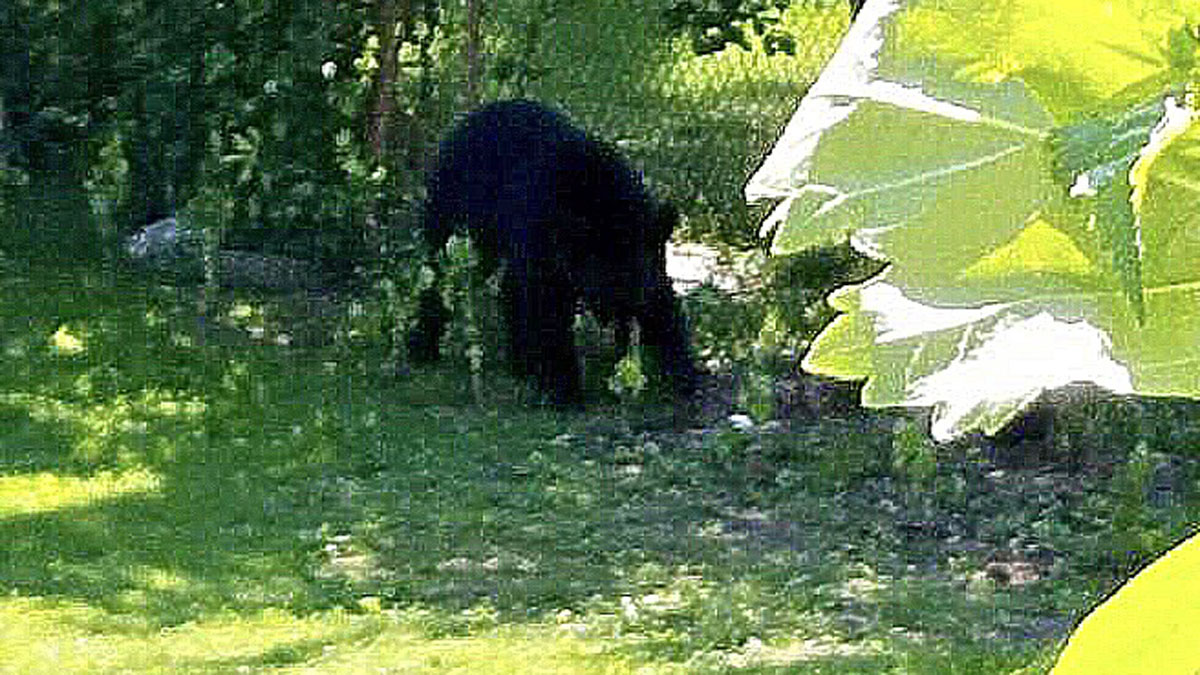 Multiple Bear Sightings Reported In New Jersey County In 12 Hours Nbc New York 6133