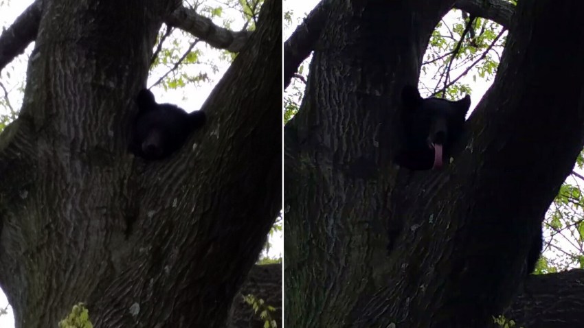 bear-tree-nj-0427