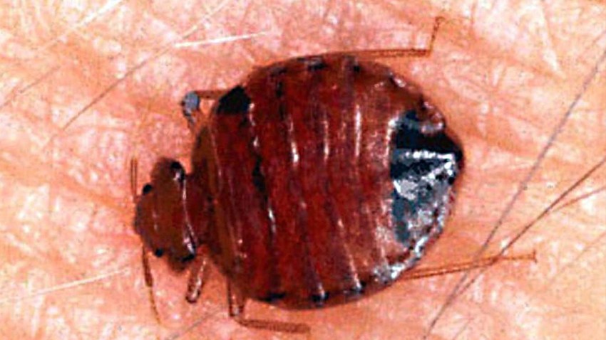 013009 bed bug