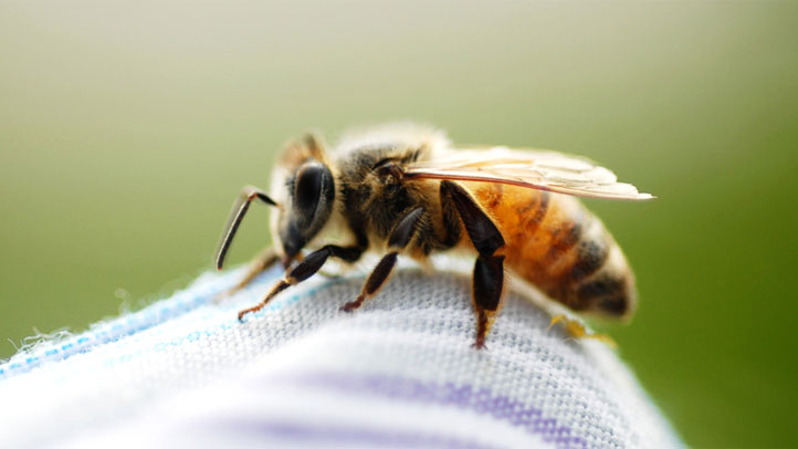 bee-macro-cu-cloth
