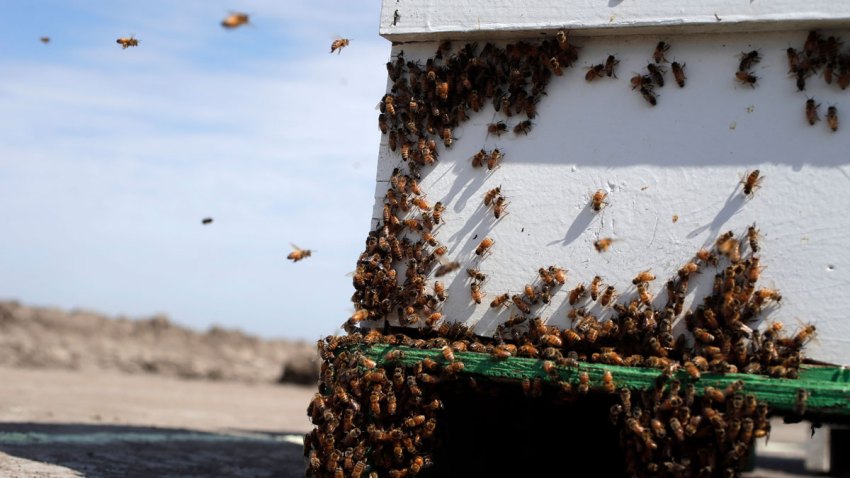 beehivetheft