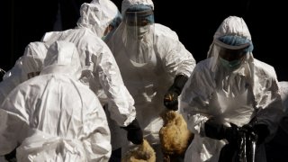 bird-flu