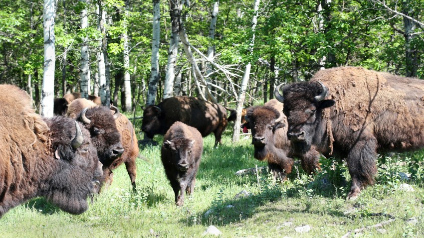 bison02835078364