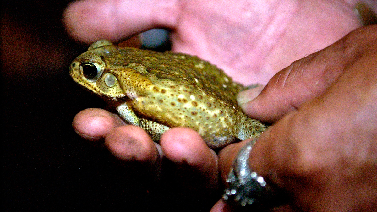 Poisonous Toads Infest Suburban Florida Neighborhood Nbc New York 8564