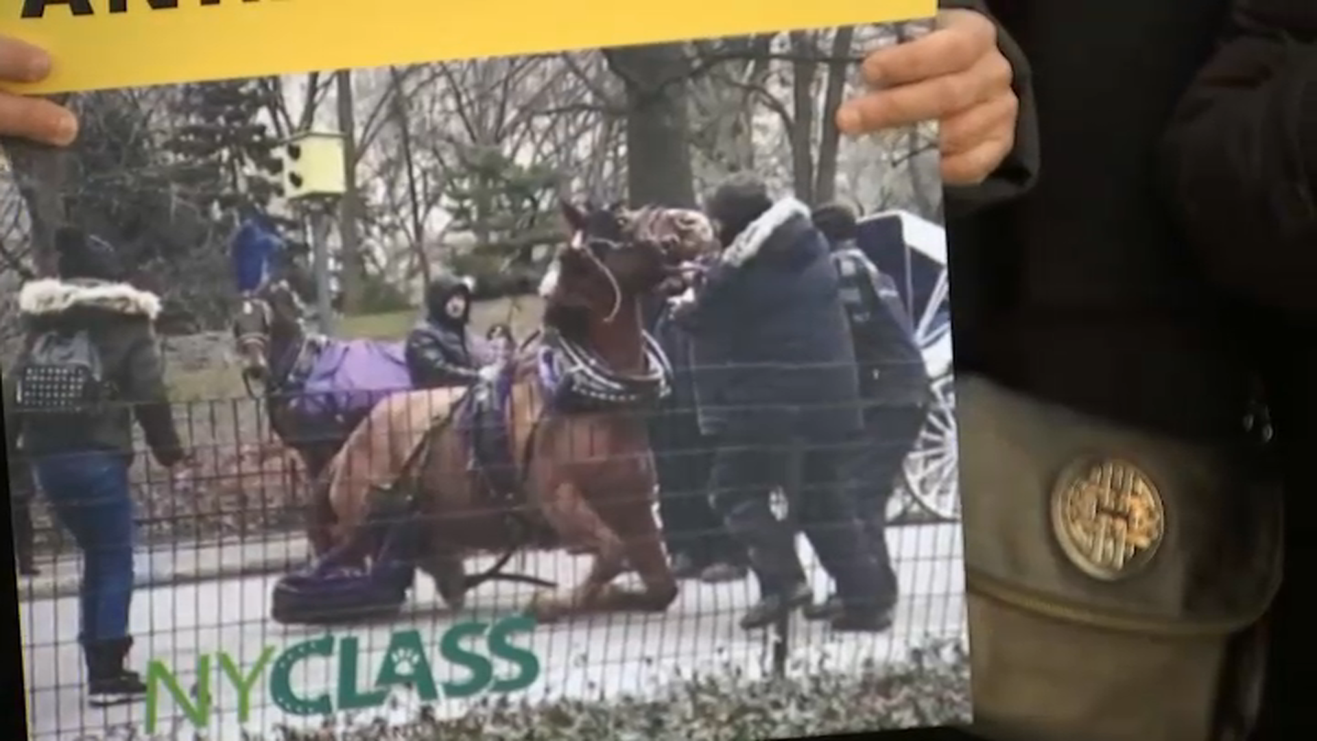 In Istanbul's Princes' Islands, over 500 carriage horses die in a year due  to abuse, heat, overloaded carriages and exhaustion – Straight from the  Horse's Heart