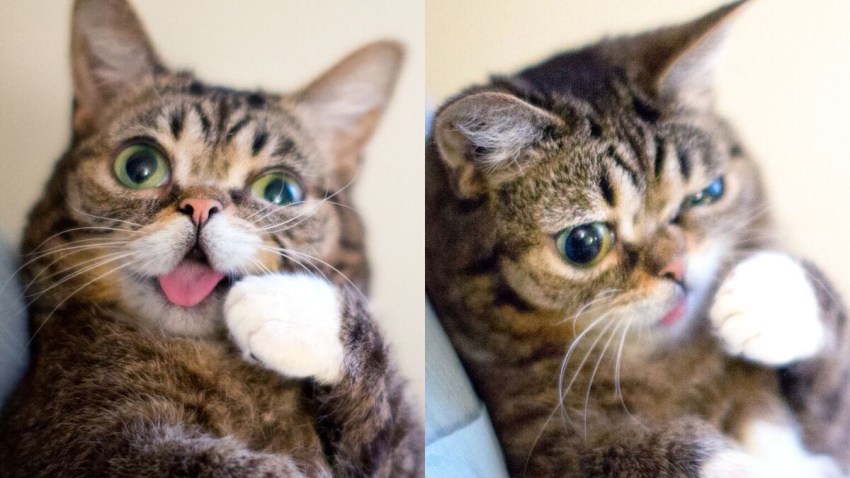 catcon-2017