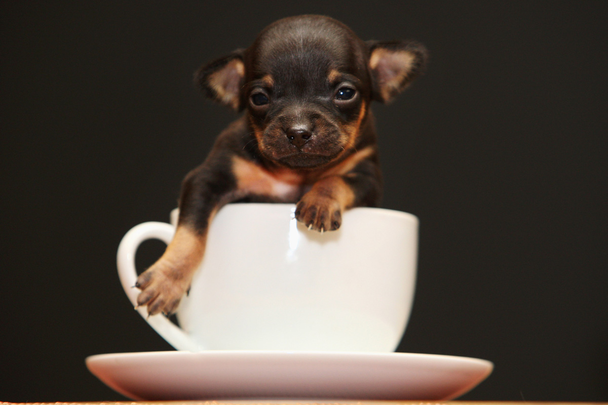 Маленькая собака в мире фото Маленькая собака в мире фото