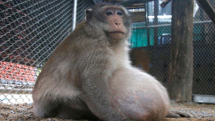 Thailand Chunky Monkey