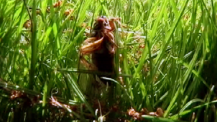 Cicadas Back in New Jersey After 17Year Absence NBC New