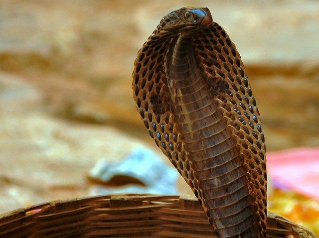 cobra1