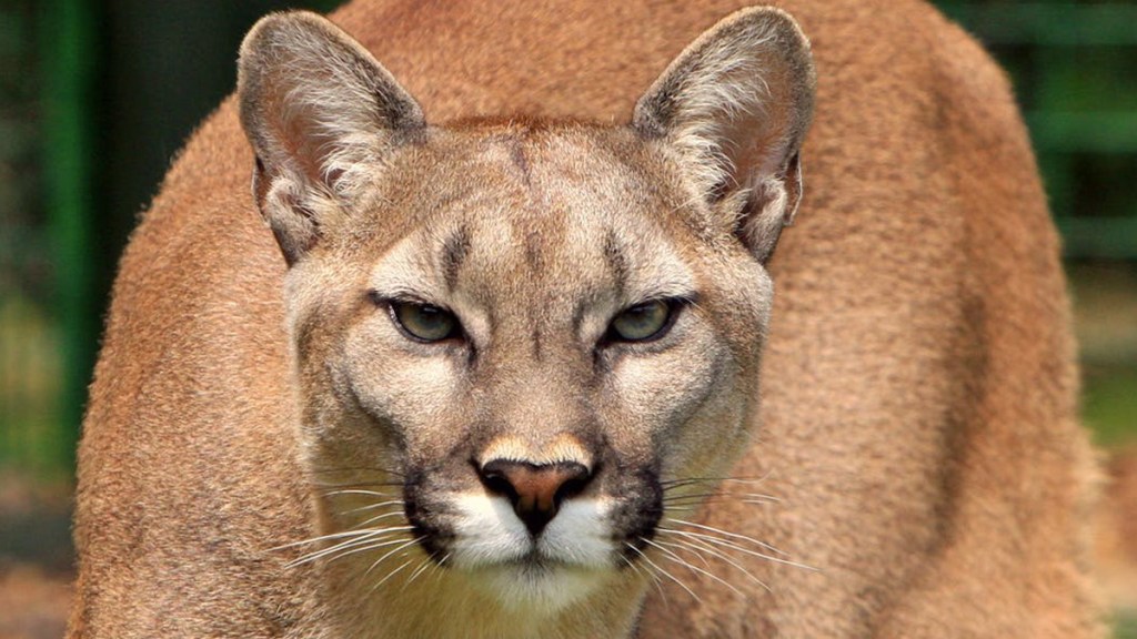 Https Www Nbcnewyork Com On Air As Seen On Driver Identified In Fatal Bmw Hit And Run New York 458225 Https Media Nbcnewyork Com 2019 09 Driver Identified In Fatal Bmw Hit And Run Jpg Fit 962 2c541 Driver Identified In Fatal Bmw Hit And