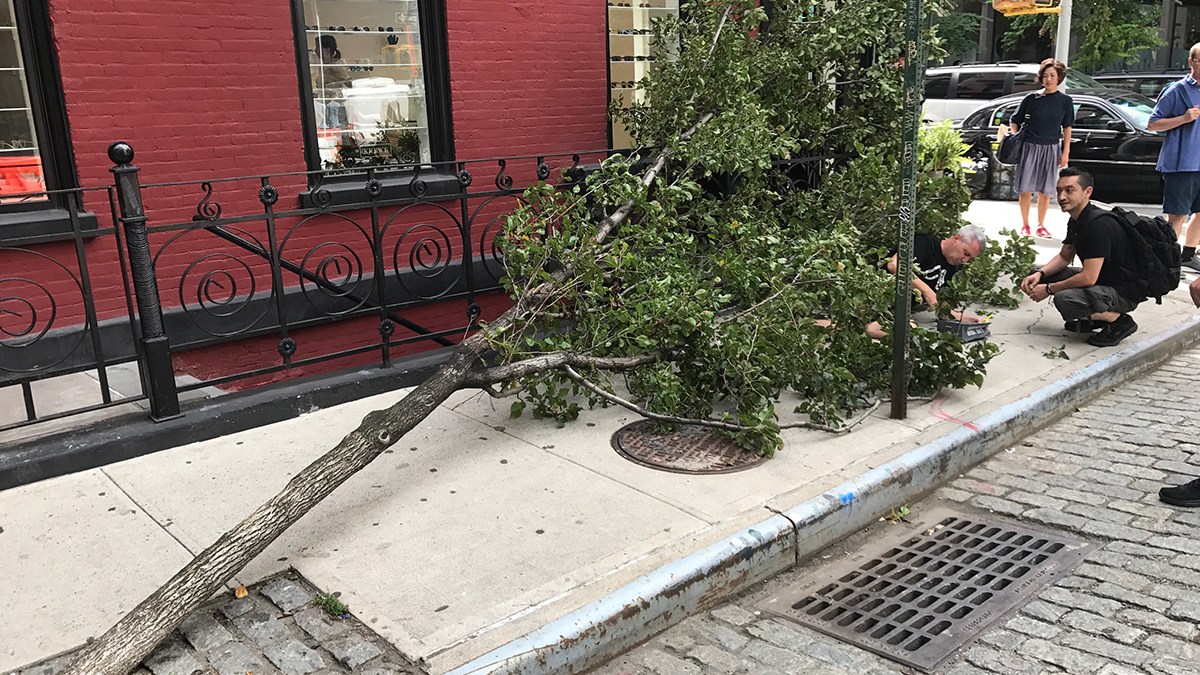 Pedestrian Gets Trapped Underneath Fallen Tree on NYC Sidewalk – NBC ...