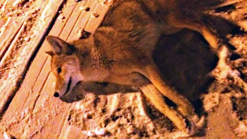 coyote other pic