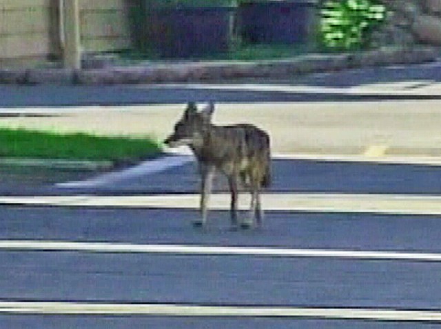 Coyotes on Campus Cause Scare at Columbia – NBC New York