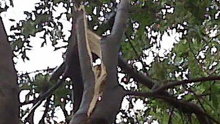 damagedtree