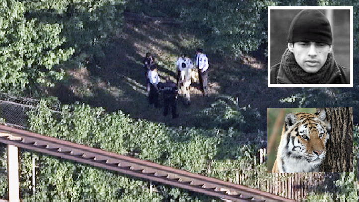 Man Mauled After Leaping Into Bronx Zoo Tiger Den In Stable