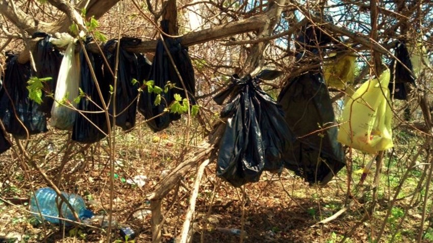 dead cats in tree