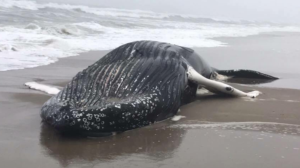 Day After Being Spotted Floating in Waters, Dead Whale Washes Up on