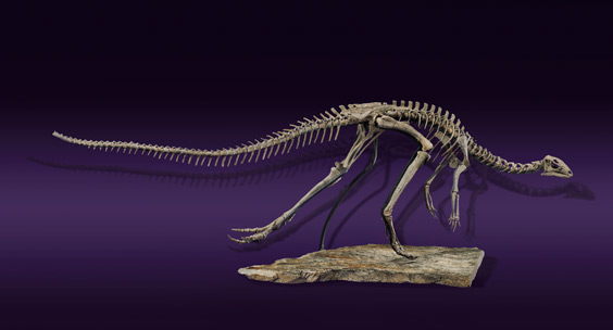 dinasaur chait