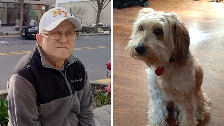 dog lost for web mellow