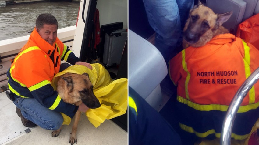 dog-rescue-hudson-river-0219b