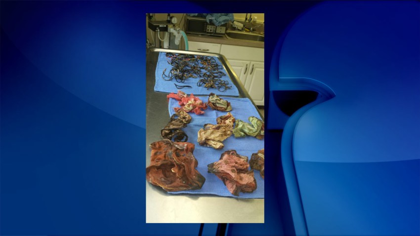 dog stomach contents