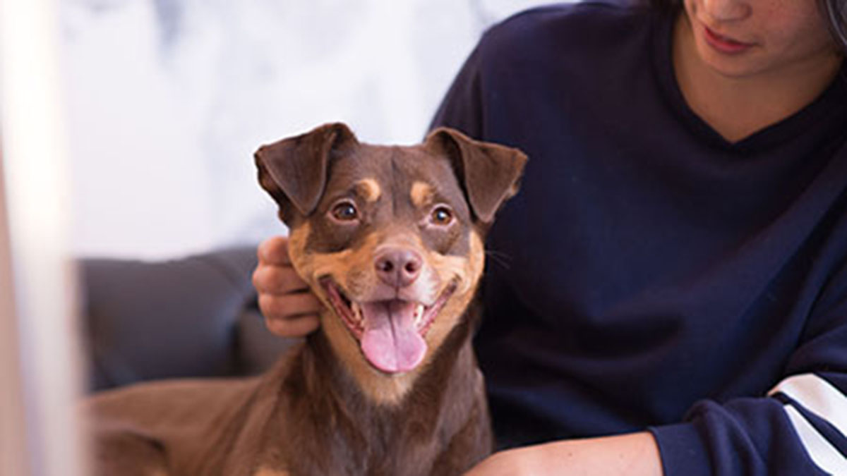 Innovative NYC Program PALS Helps Victims of Domestic Violence With