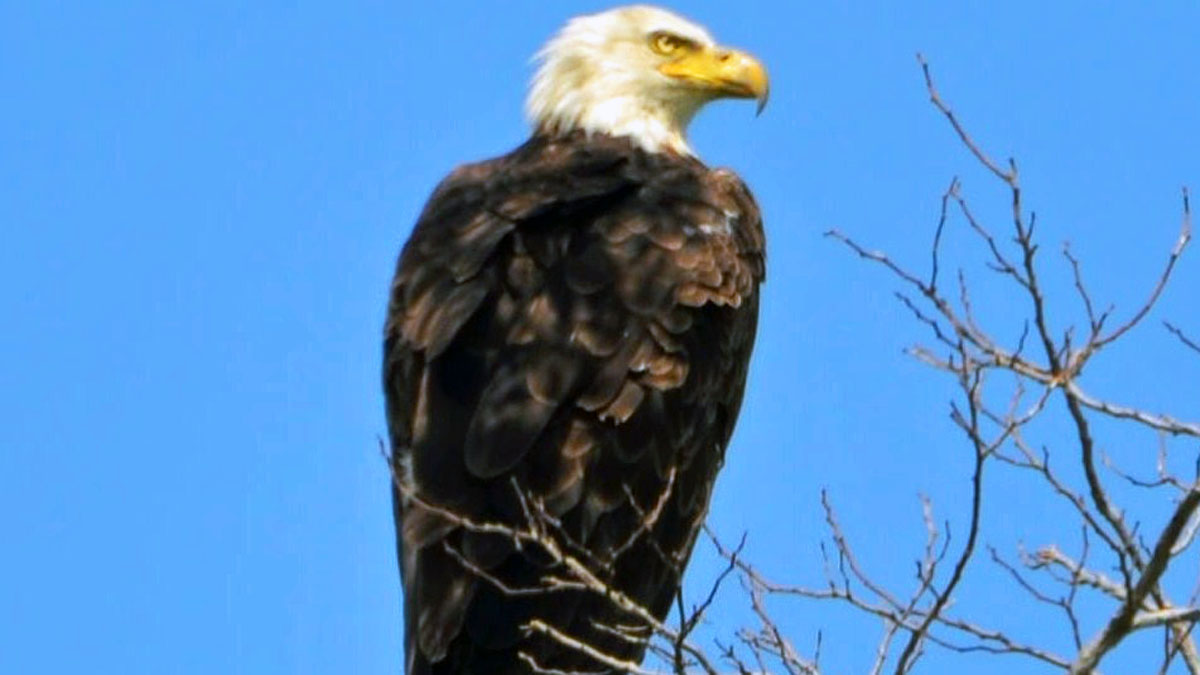 Bald Eagles Return to Long Island NBC New York