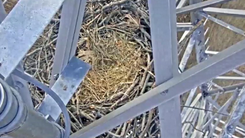 eagle live cam