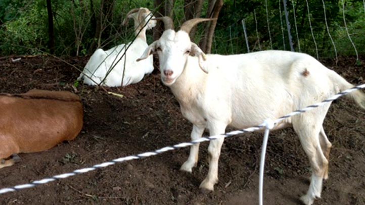 eco goats haverford college