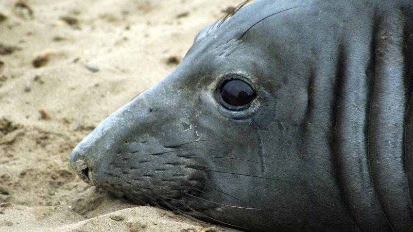 Elephant Seal-Swimming Record