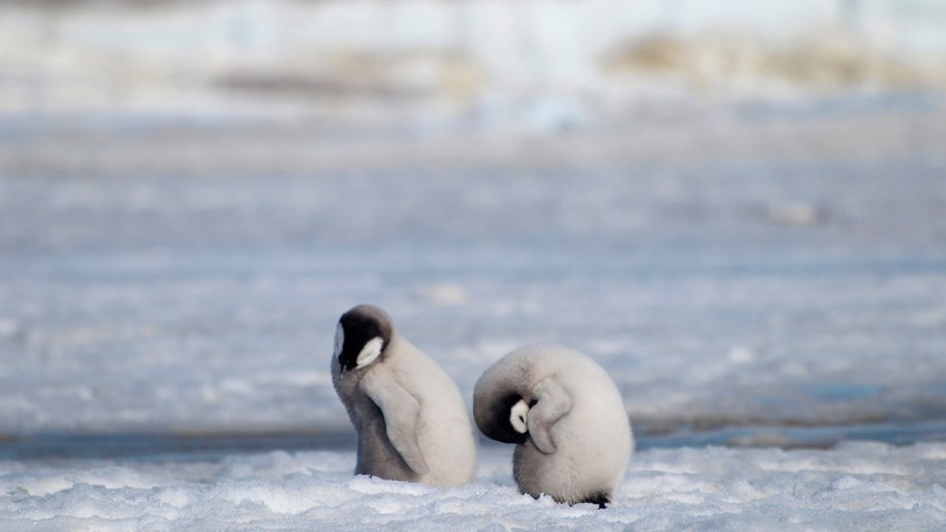 Loss of the Penguins