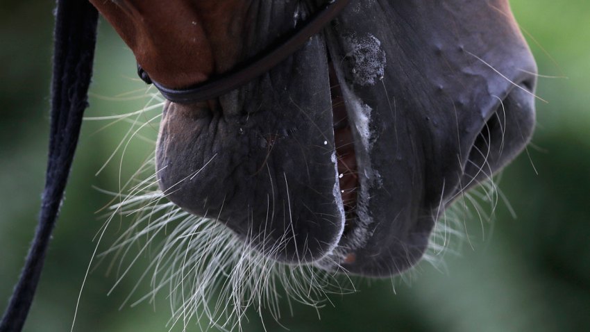 Rio Olympics Equestrian