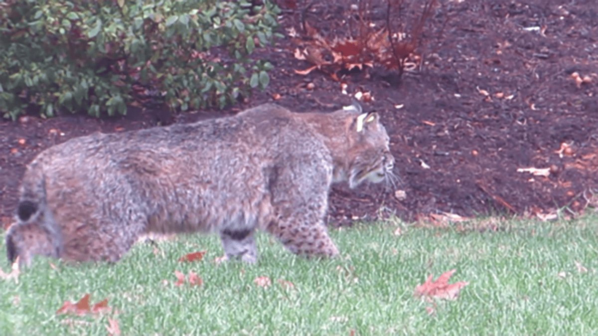 Bobcat Injuries 12-Year-Old Likely Attacked by Bobcat in Connecticut: Cops – NBC New York