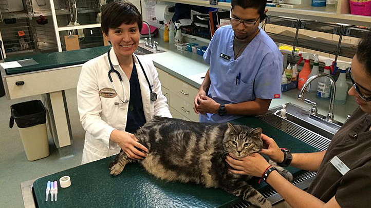 file-little-dude-obese-cat-wags