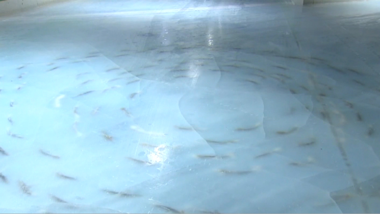 fish-rink-japan-1