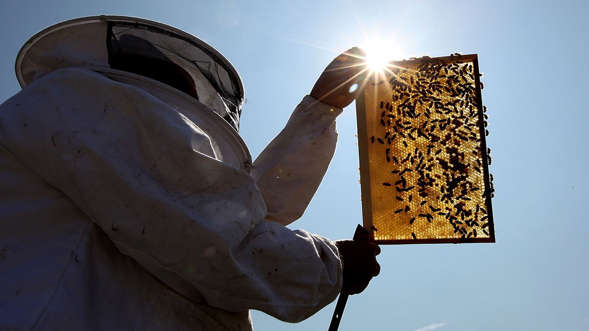 Beekeepers Turn to Anti-Theft Technology as Hive Thefts Rise in California – NBC New York - Vimarsana News
