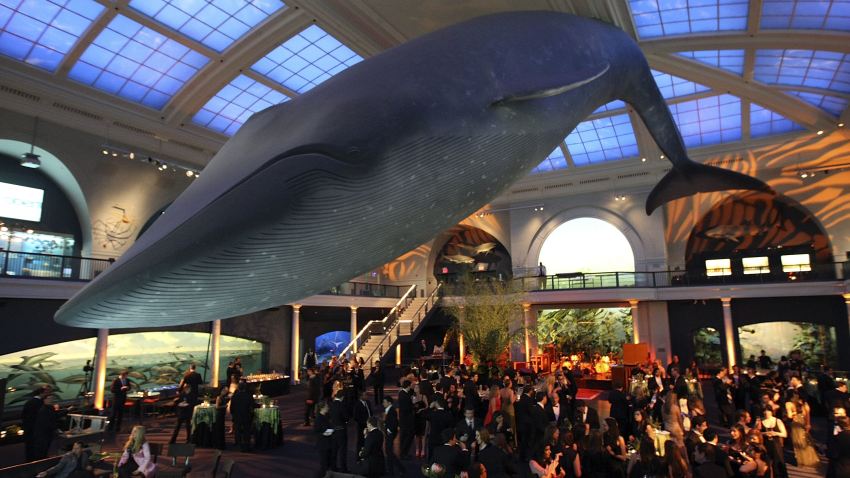 03 10 09 blue whale american museum of natural history