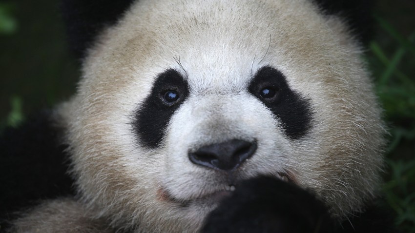 Giant Panda Is No Longer Endangered, Experts Say - NBC New ...