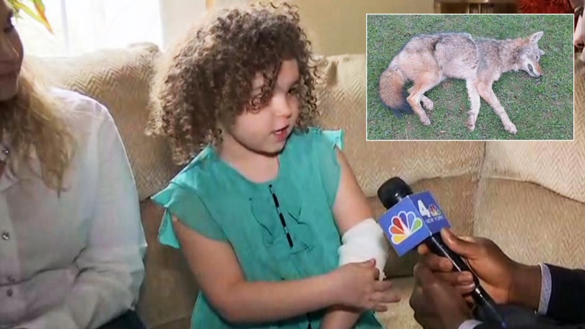 Coyote That Attacked 5 Year Old Girl At Westchester Playground Was