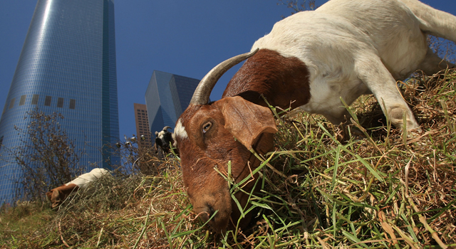 goateatinggrass