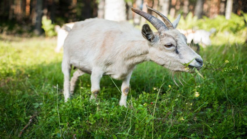 goatranimal-close-up-cute-1228438