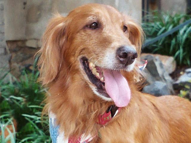 103008 Golden Retriever Tongue Out