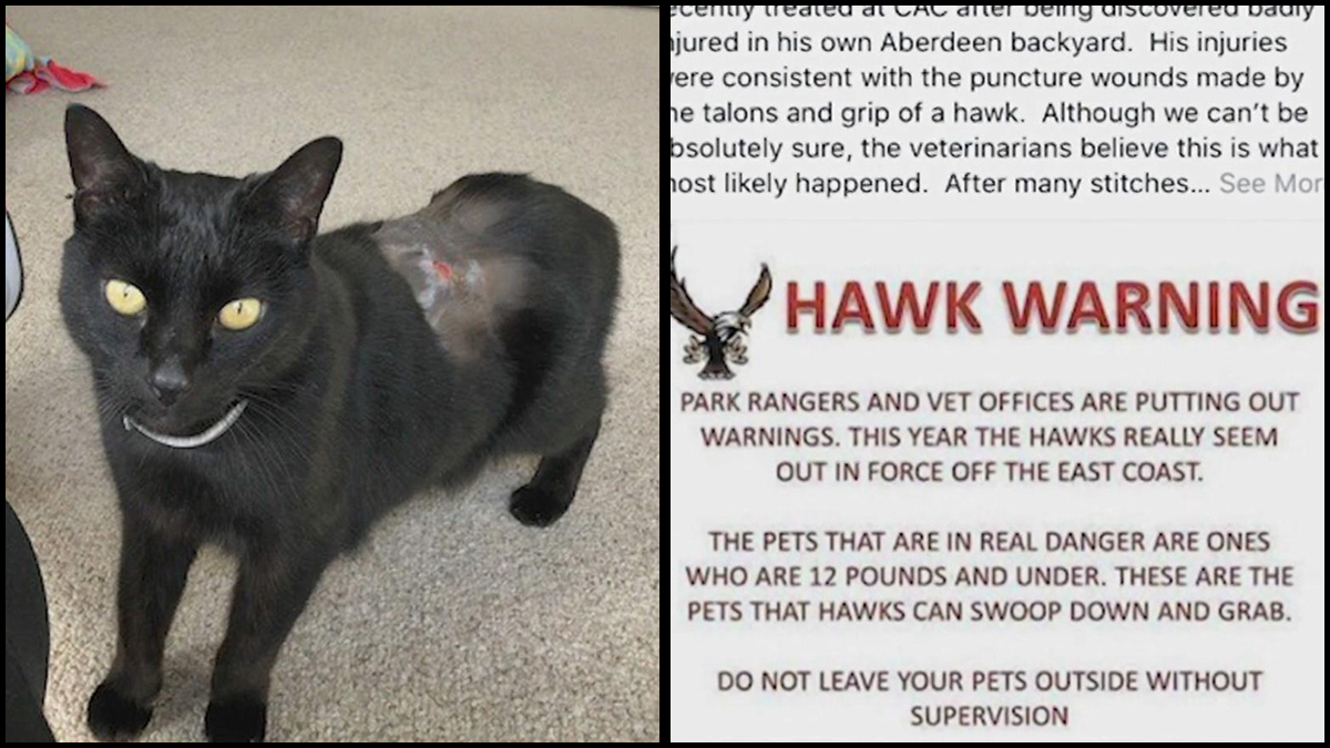 Fears Over Birds of Prey Grow in New Jersey After Flying Hawk Possibly