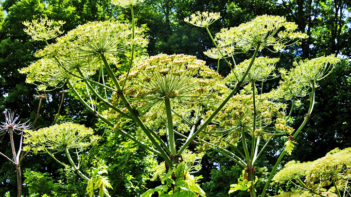 hogweed
