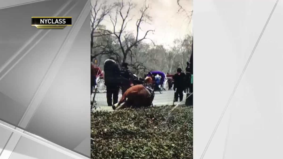 Carriage Horse Euthanized After Collapsing in Central Park NBC New York